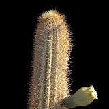 Pilosocereus glaucescens (only one plant ! exceptional. Ask for avaibility before ordering)